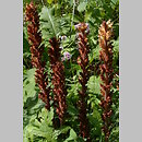 Orobanche pallidiflora (zaraza bladokwiatowa)