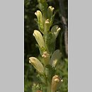 Pedicularis sceptrum-carolinum (gnidosz krÃ³lewski)
