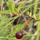 wiÅ›nia karÅ‚owata (Cerasus fruticosa)