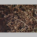 znalezisko 20060520.5.bg - Ranunculus trichophyllus (jaskier skąpopręcikowy); halofilne łąki k. Pyzdr nad Wartą