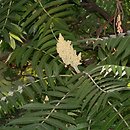 sumak octowiec (Rhus typhina)