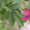 Rosa blanda (róża labradorska)