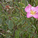 rÃ³Å¼a francuska (Rosa gallica)