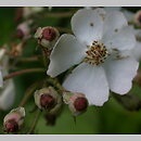 znalezisko 20040626.4.bg - Rosa multiflora (róża wielokwiatowa); Las Marceliński