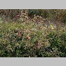 znalezisko 20040903.1.bg - Rosa pendulina (róża alpejska); Bieszczady, połonina Caryńska