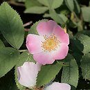 Rosa sherardii (róża zapoznana)