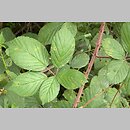 Rubus gracilis (jeżyna ostręga)
