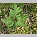 znalezisko 20070716.1.bg - Rubus laciniatus (jeżyna wcinanolistna); 4 km NE od Sławy Wlkp.