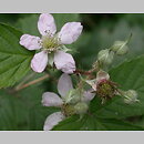 jeÅ¼yna faÅ‚dowana (Rubus plicatus)