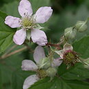 znalezisko 20040627.9.bg - Rubus plicatus (jeżyna fałdowana); las k. Dziewiczej Góry k. Poznania