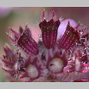 znalezisko 20040804.1.bg - Thymus marschallianus (macierzanka Marschalla); Góry Kaczawskie