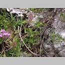 znalezisko 20060622.3.bg - Thymus marschallianus (macierzanka Marschalla); kamieniołom na obrzeżach OPN k. Skały, na skałkach wapiennych