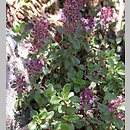 macierzanka Marschalla (Thymus marschallianus)