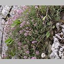macierzanka pannoÅ„ska (Thymus kosteleckyanus)