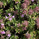 macierzanka piaskowa (Thymus serpyllum)
