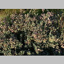 znalezisko 20040902.8.bg - Vaccinium uliginosum (borówka bagienna); Bieszczady, torfowisko Wołosate