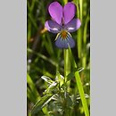Viola tricolor (fioÅ‚ek trÃ³jbarwny)