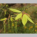 znalezisko 00010000.Acr3.bl - Acer carpinifolium (klon grabolistny)