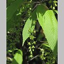 znalezisko 20130515.1.bl - Acer carpinifolium (klon grabolistny); Warszawa OB PAN