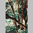 znalezisko 20010600.1.bl - Acer griseum (klon strzępiastokory); Arboretum Rogów