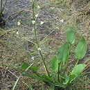 Alismataceae (Å¼abieÅ„cowate)