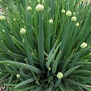 czosnek dÄ™ty (Allium fistulosum)