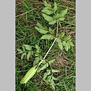 znalezisko 00010000.A027.bl - Angelica archangelica ssp. archangelica (dzięgiel litwor typowy)