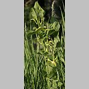 znalezisko 00010000.A029.bl - Aristolochia clematitis (kokornak powojnikowy)