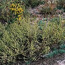 znalezisko 00010000.B21.bl - Artemisia campestris (bylica polna)