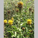 znalezisko 00010000.B56.bl - Centaurea macrocephala (chaber wielkogłówkowy)