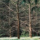 Metasequoia glyptostroboides (metasekwoja chiÅ„ska)