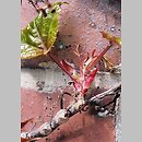 znalezisko 20050500.19.bl - Parthenocissus tricuspidata (winobluszcz trójklapowy)