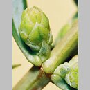 znalezisko 20050500.3b.bl - Juniperus communis (jałowiec pospolity)
