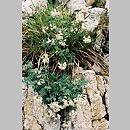 znalezisko 20050531.11.bl - Astragalus australis (traganek jasny); Skałki wapienne pod szczytem Trzech Koron
