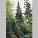 znalezisko 20050601.10.bl - Picea abies (świerk pospolity); Pieniny