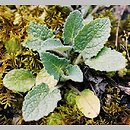 znalezisko 20050601.6.bl - Salvia verticillata (szałwia okręgowa); Rezerwat Dolina Białej Wody