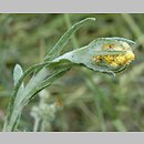 znalezisko 00010000.B87.bl - Helichrysum arenarium (kocanki piaskowe)