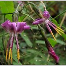 Prenanthes purpurea (przenÄ™t purpurowy)