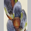 znalezisko 20030416.1.bl - Salix viminalis (wierzba wiciowa)