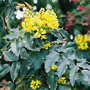 mahonia pospolita (Mahonia aquifolium)