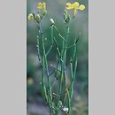 Brassicaceae - bez włosków rozgałęzionych, kwiaty żółte