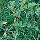 Astragalus (traganek)