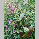 znalezisko 20020625.25.bl - Salvia verticillata (szałwia okręgowa); Rogów, przy drodze do Jeżowa