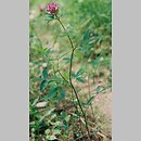 koniczyna pogiÄ™ta (Trifolium medium)