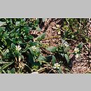 rogownica pospolita (Cerastium holosteoides)