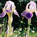 kosaciec brÃ³dkowy (Iris germanica)