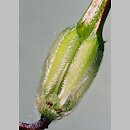znalezisko 20030601.10.bl - Erodium cicutarium (iglica pospolita)