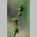 znalezisko 20030610.1.bl - Carex echinata (turzyca gwiazdkowata); Biłgoraj, bór świeży