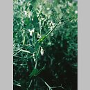 znalezisko 20040420.2.bl - Pisum sativum ssp. sativum (groch zwyczajny typowy)