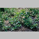 znalezisko 20030801.18.bl - Chenopodium polyspermum (komosa wielonasienna)